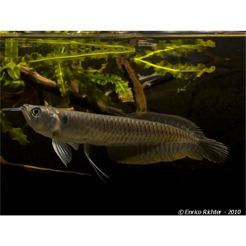 Osteoglossum bicirrhosum Arowana - imagine 5